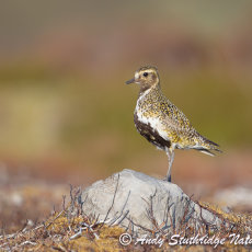 Male Golden Plover Standing on Rock