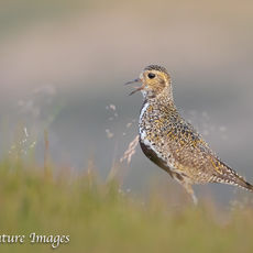 Golden Plover Calling on Moorland