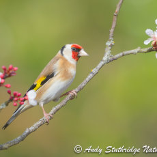 Goldfinch & Blossom