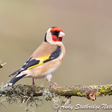 Goldfinch on Branch