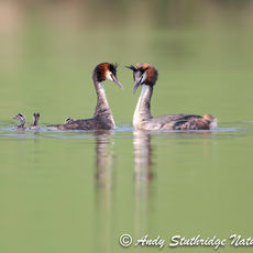 Great Crested Grebes with Young