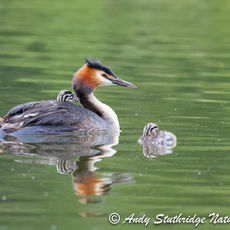 Great Crested Grebe with Young