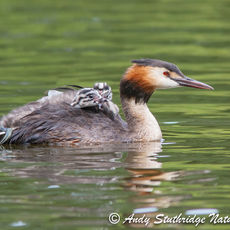 Great Crested Grebe with Young on its Back