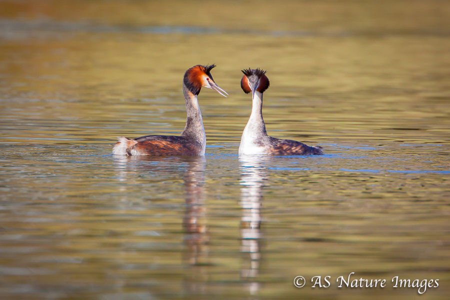 Great Crested Grebe Courtship Displaying