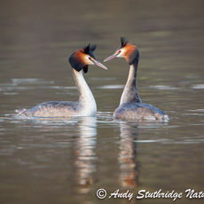 Great Crested Grebes Displaying