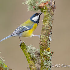 A Great Tit Reaching For Food