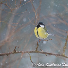 Great Tit in Snow