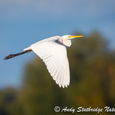 Great white Egret in Flight