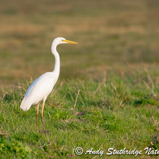 Great White Egret on Marshland
