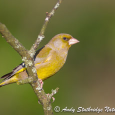 Male Greenfinch in Tree