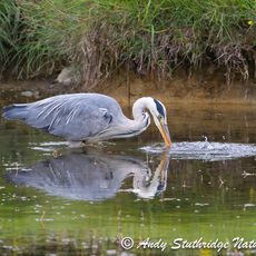 Grey Heron Fishing 2