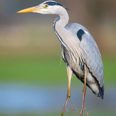 Grey Heron on Fence