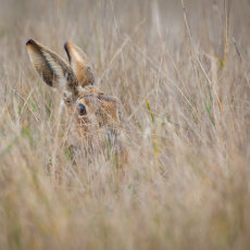 Hare in Hiding