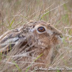 Hare in Field-Close-Up