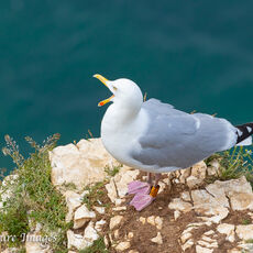 Herring Gull Calling