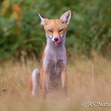 Hungry Fox