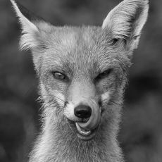 Hungry Fox in B&W