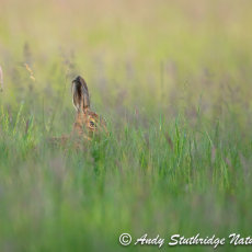 I can See You! - Brown Hare in Long Grass