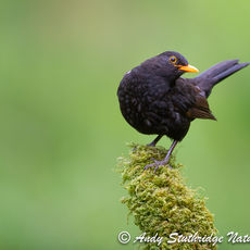 Inquisitive Male Blackbird