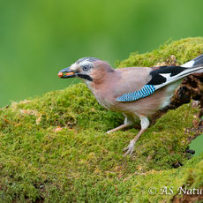 Jay with Nuts