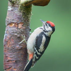 Juvenile Great Spotted Woodpecker