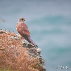 Kestrel on Sea Cliff