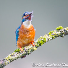 Kingfisher Swallowing a Fish