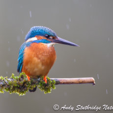 Kingfisher in the Rain