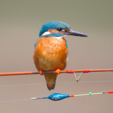 Kingfisher on Fishing Rod