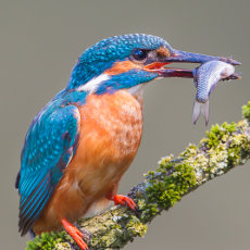 Kingfisher with Fish