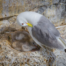 Kittiwake Preening