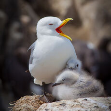 Kittiwake Yawning