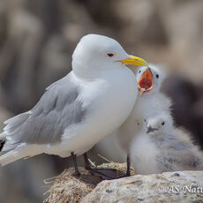 Kittiwake with Chicks
