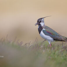 Lapwing Calling in Field