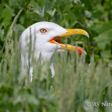 Lesser Black Backed Gull