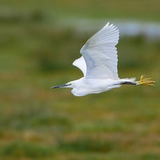 Little Egret Coming in to Land