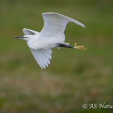 Little Egret