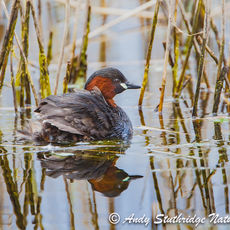 Little Grebe Reflected