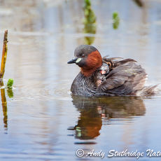 Little Grebe with Chicks on its Back