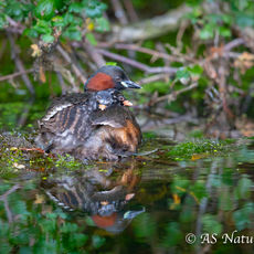 Little Grebe & Chicks