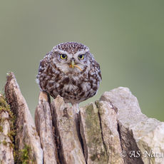 Litte Owl on Dry Stone wall