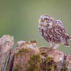 Little Owl on Drystone Wall -2