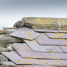 Little owl on Roof of Derelict Barn