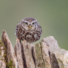 Little Owl on Drystone Wall