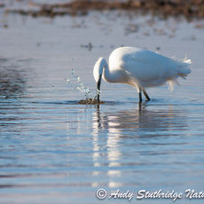 Little Egret Fishing