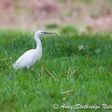 Little Egret with Nesting Material