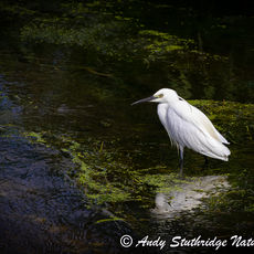 Little Egret in the Shadows