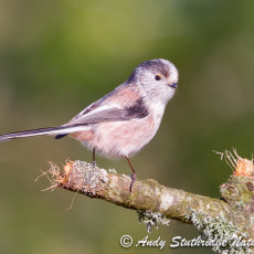Long Tailed Tit