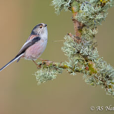 Long Tailed Tit & Lichen