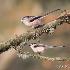 Long Tailed Tit Pair